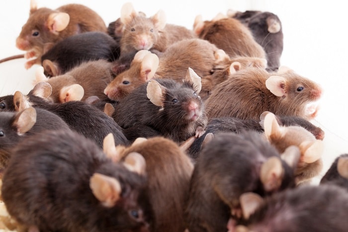 How Weather Affects Pest Pattern and Activities