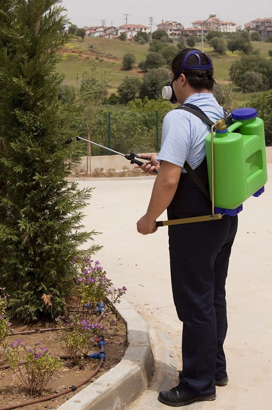 Things You-Need-to-Know About Tree Pest Control