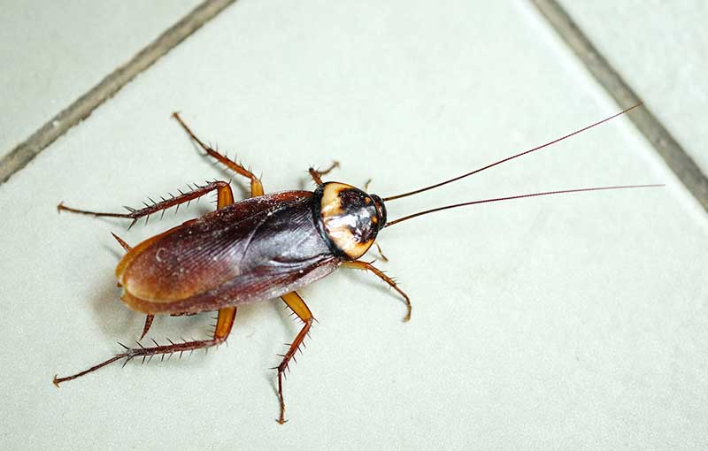 March Pest of the Month