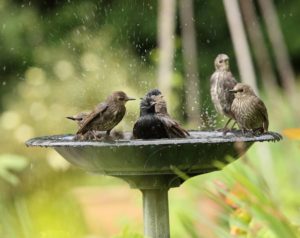 Bird Bath