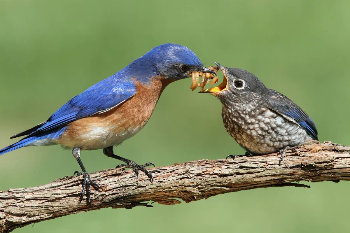 how-to-attract-insect-eating-birds-mr-pest-control