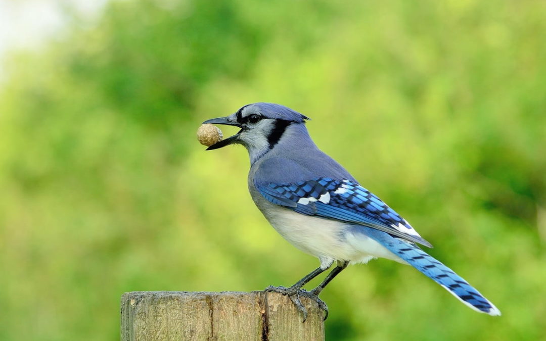How Birds Can Damage Your Home