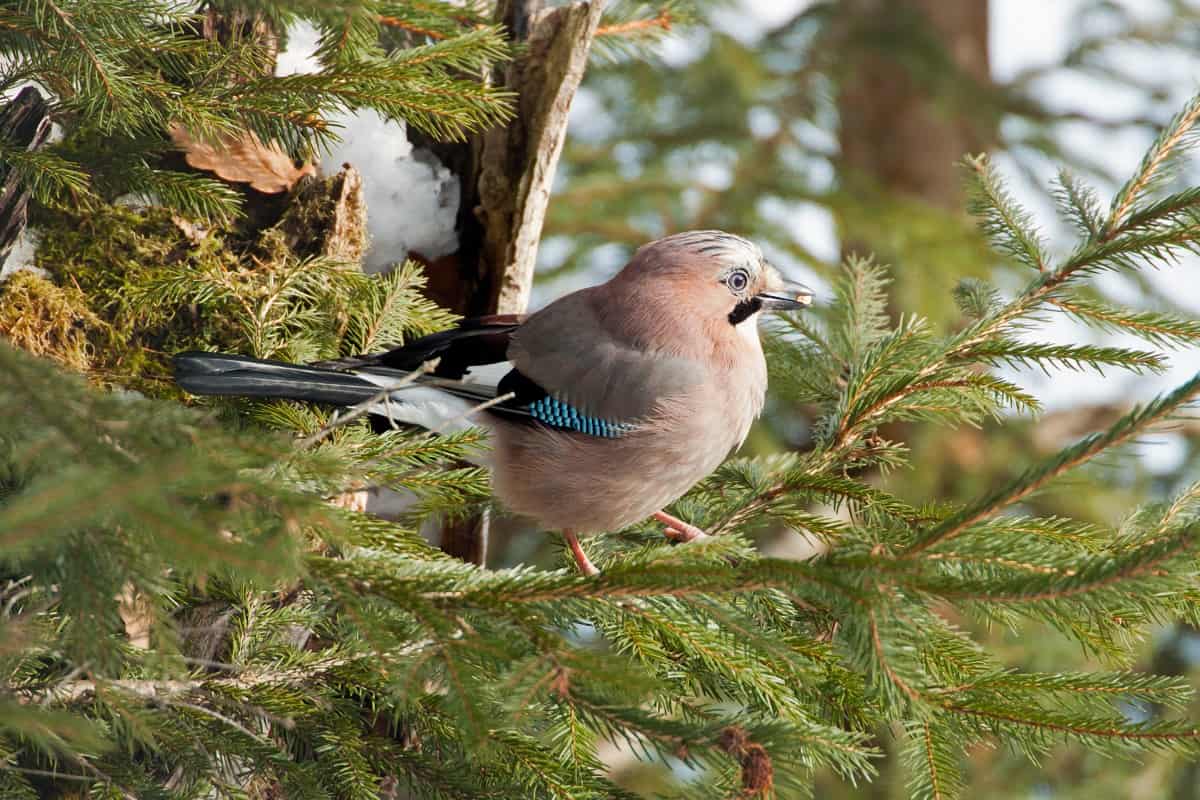 How Birds Can Damage Your Home 3