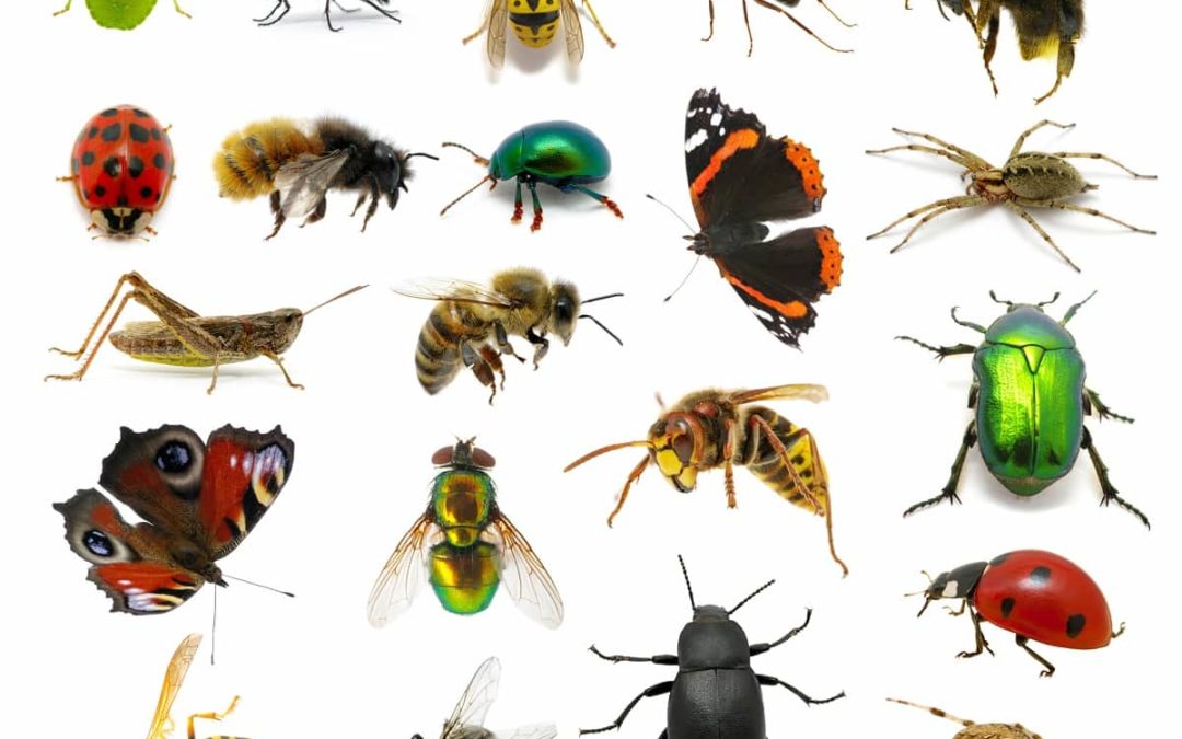 Six Common Spring Pests and How to Prevent Them