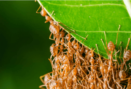 Tips to Keep Ants from Your Home and Garden