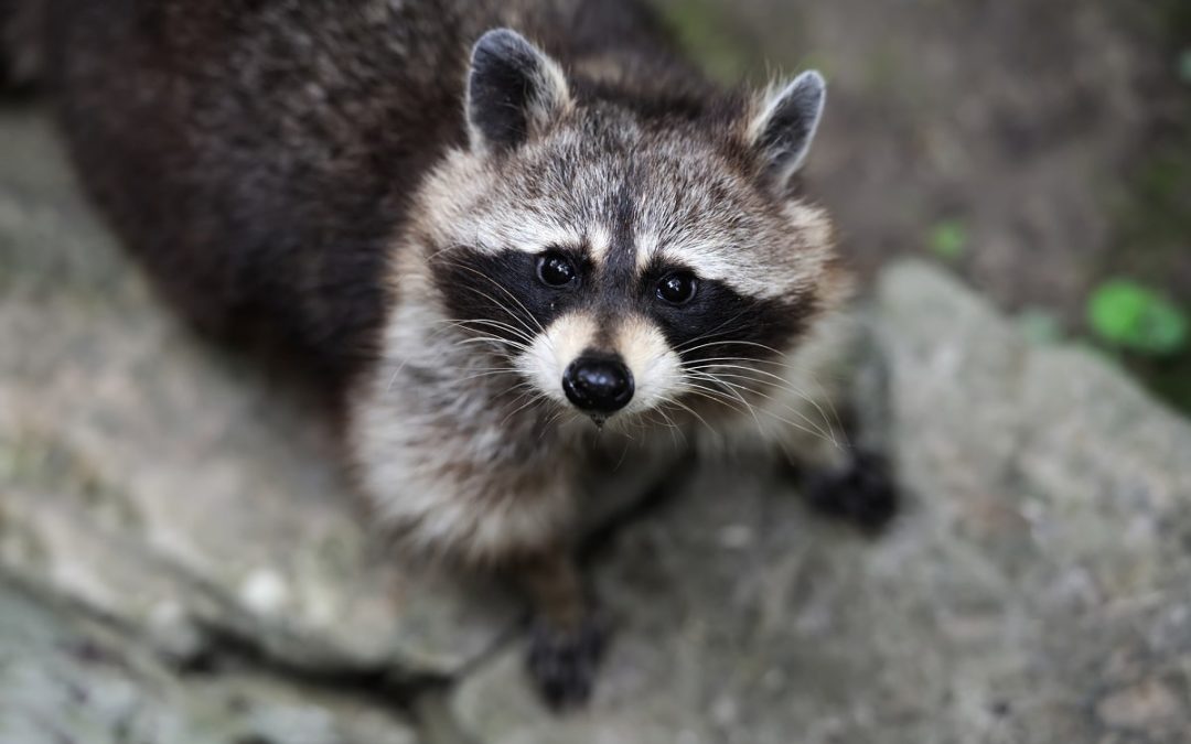 Animals That Can Damage a House 2