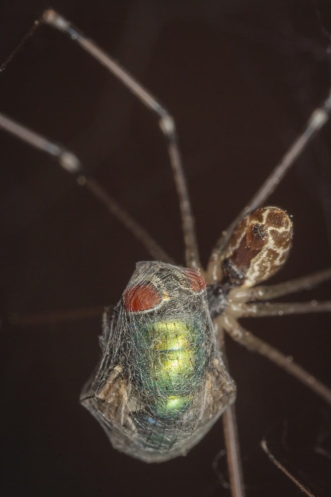 Spider caught a fly