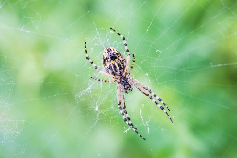 What Attracts Spiders to Your House and Yard Mr Pest Control