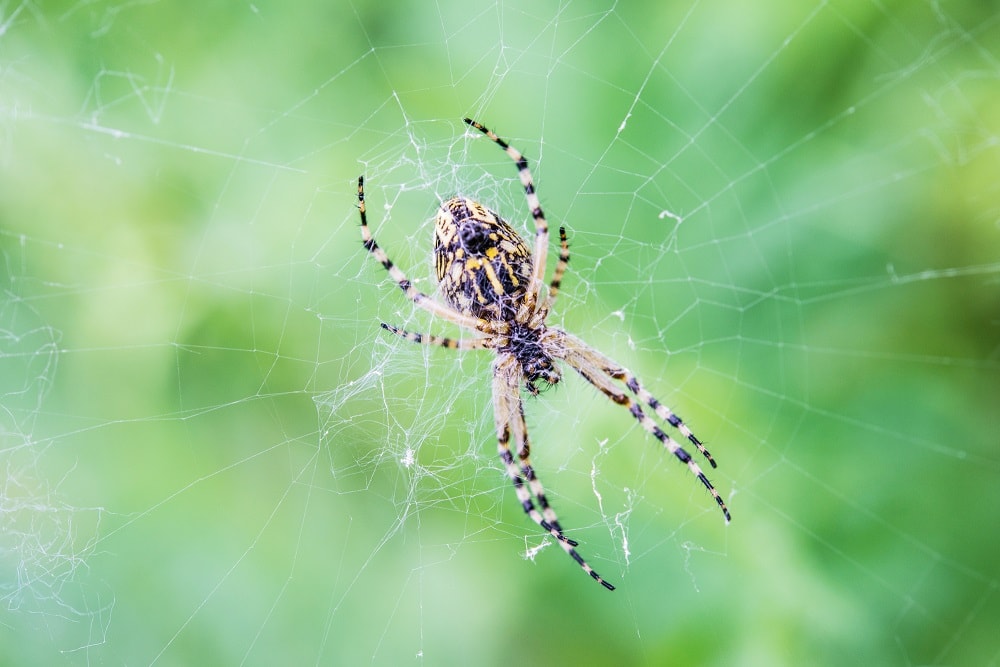 What Attracts Spiders to Your House and Yard