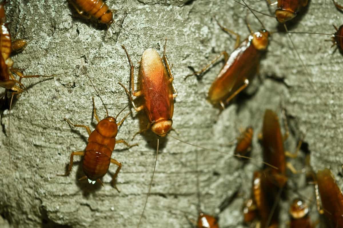 Katsaridaphobia (Fear of Cockroaches)