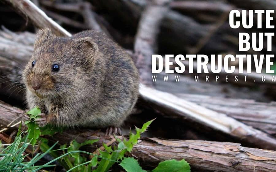 pests lower property values