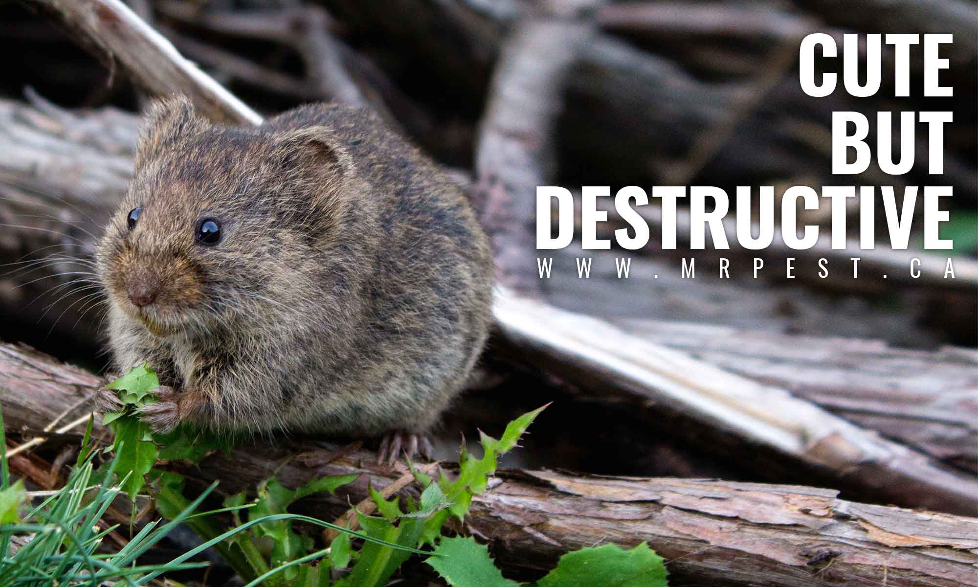 How Pests Lower Property Values Mr Pest Control