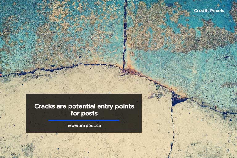 Cracks are potential entry points for pests
