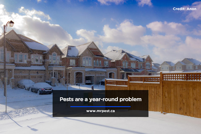 Pests are a year-round problem