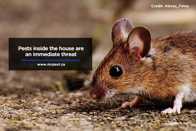 Pests inside the house are an immediate threat