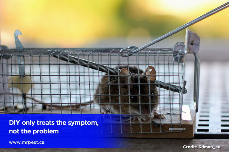 Problems Created by DIY Pest Control Approaches