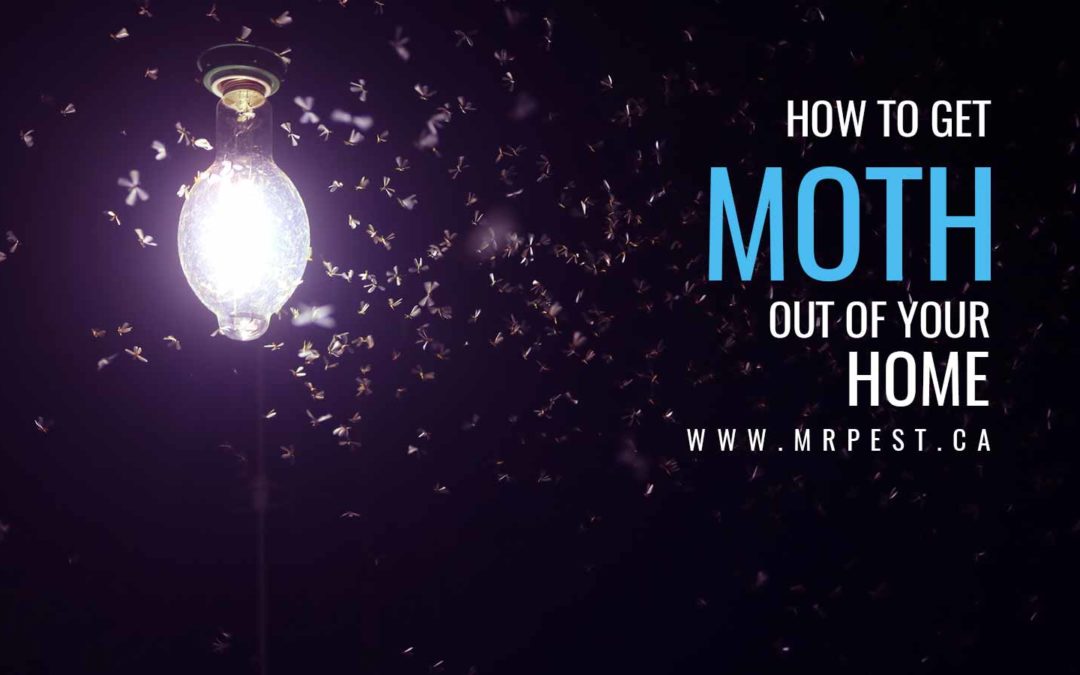 How to Get Moths out of Your Home