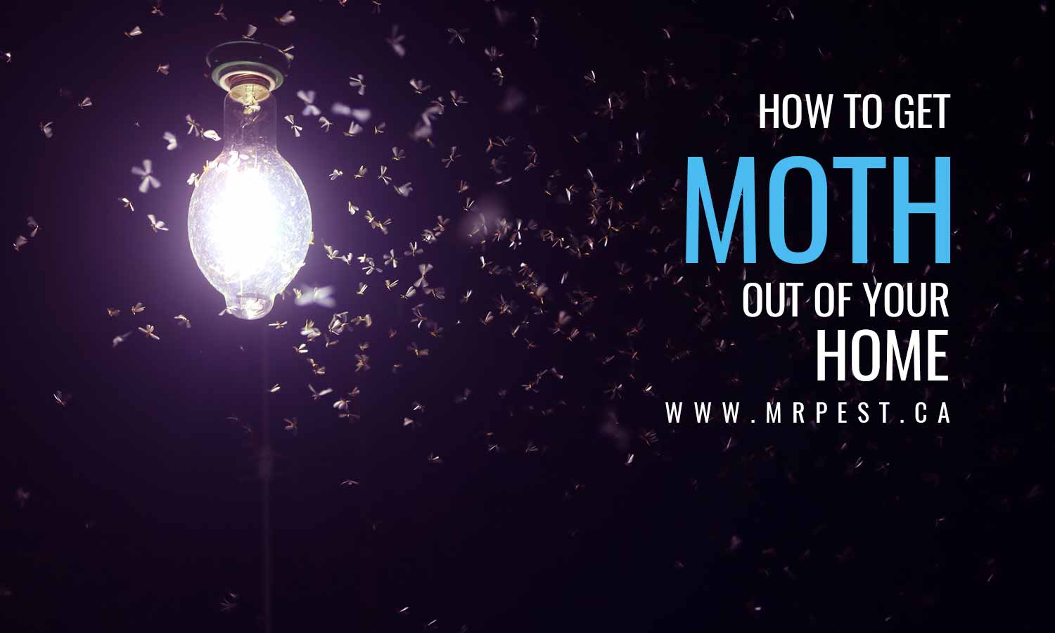 How to Get Moths out of Your Home Mr Pest Control