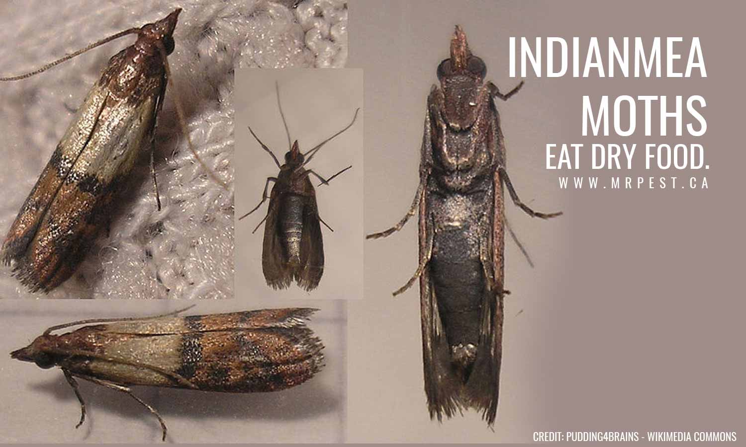 indianmeal moth