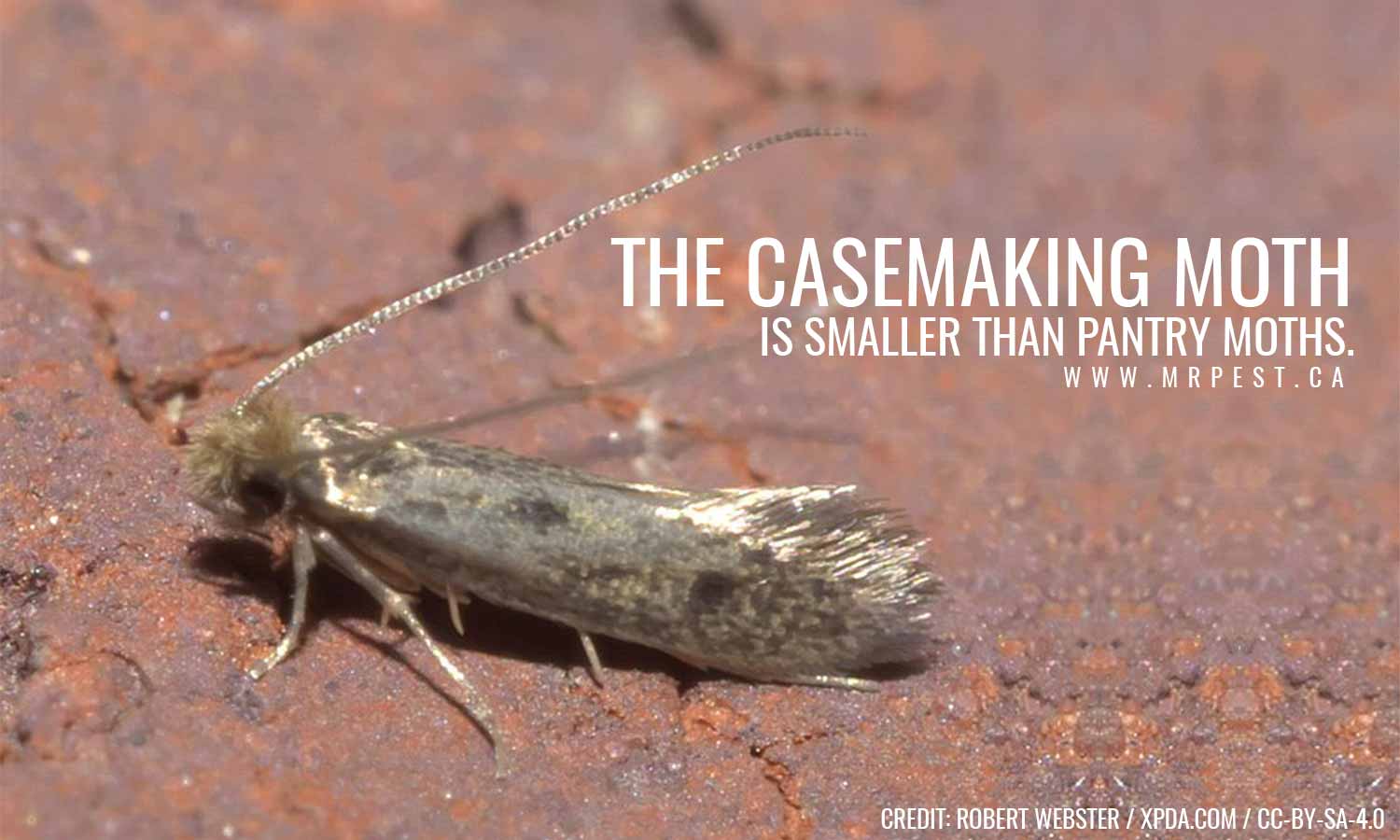casemaking moth