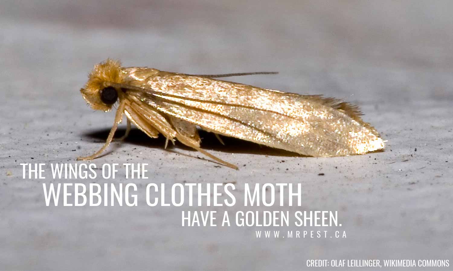 wings of webbing moth