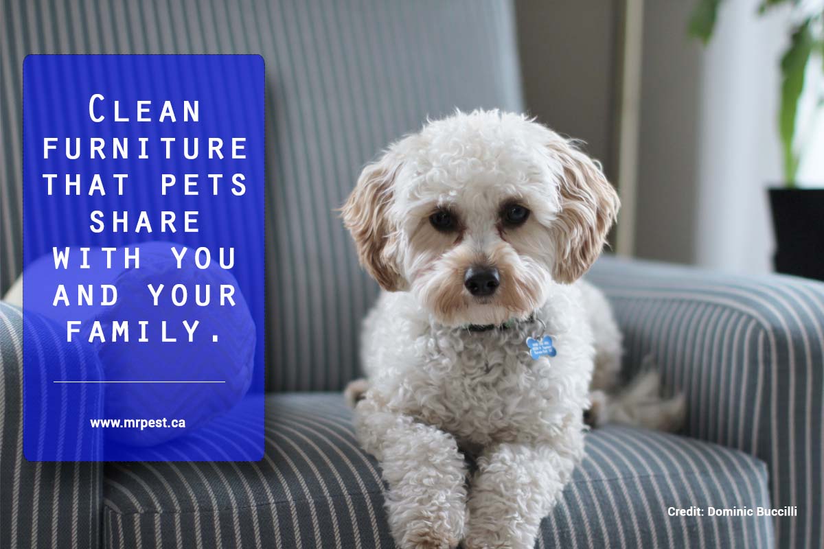 Clean furniture that pets share with you and your family.