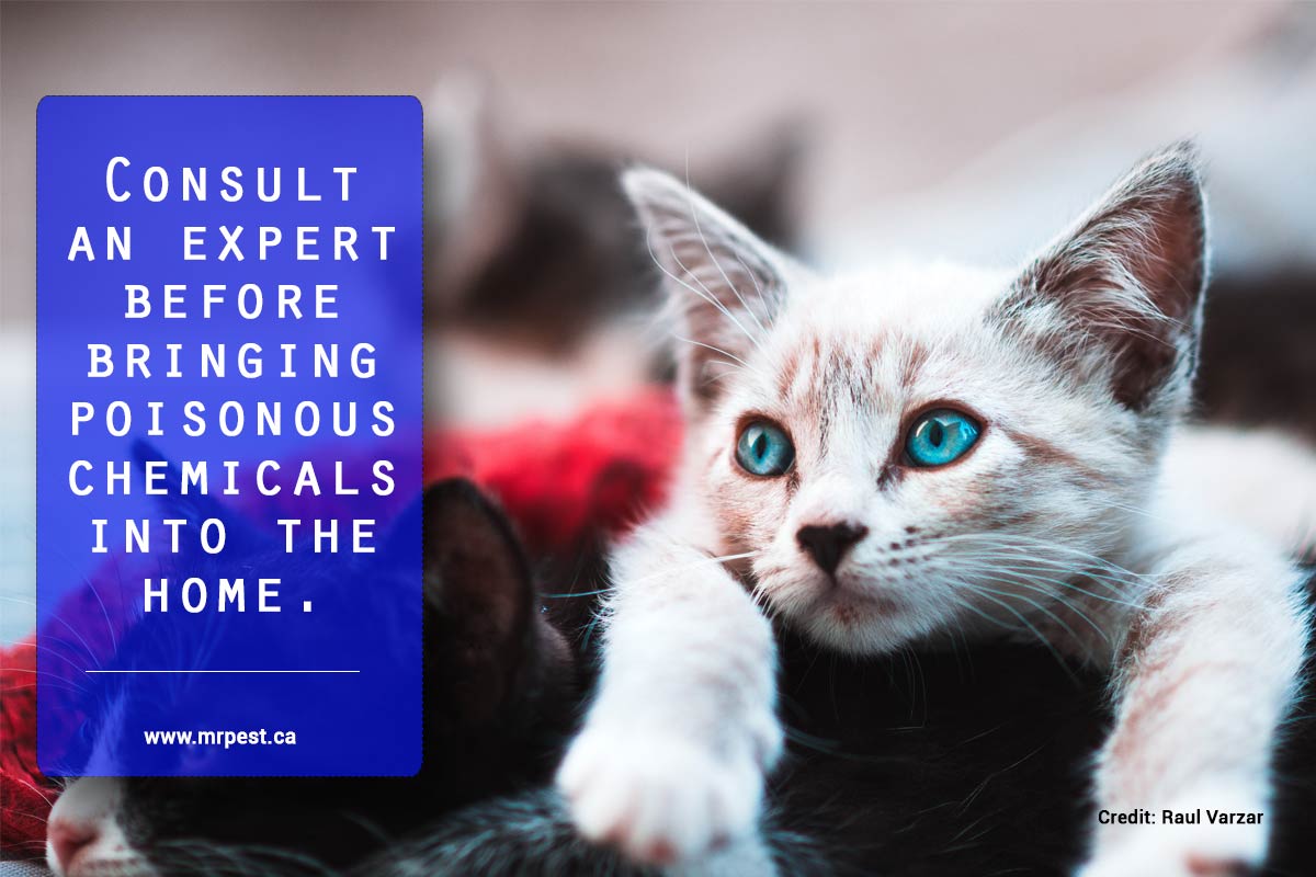 Consult an expert before bringing poisonous chemicals into the home.