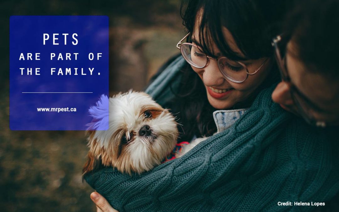 How to Protect Your Pets from Pests - Mr Pest Control How to Protect Your Pets from Pests - Mr Pest Control