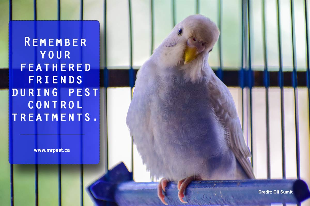 Remember your feathered friends during pest control treatments.