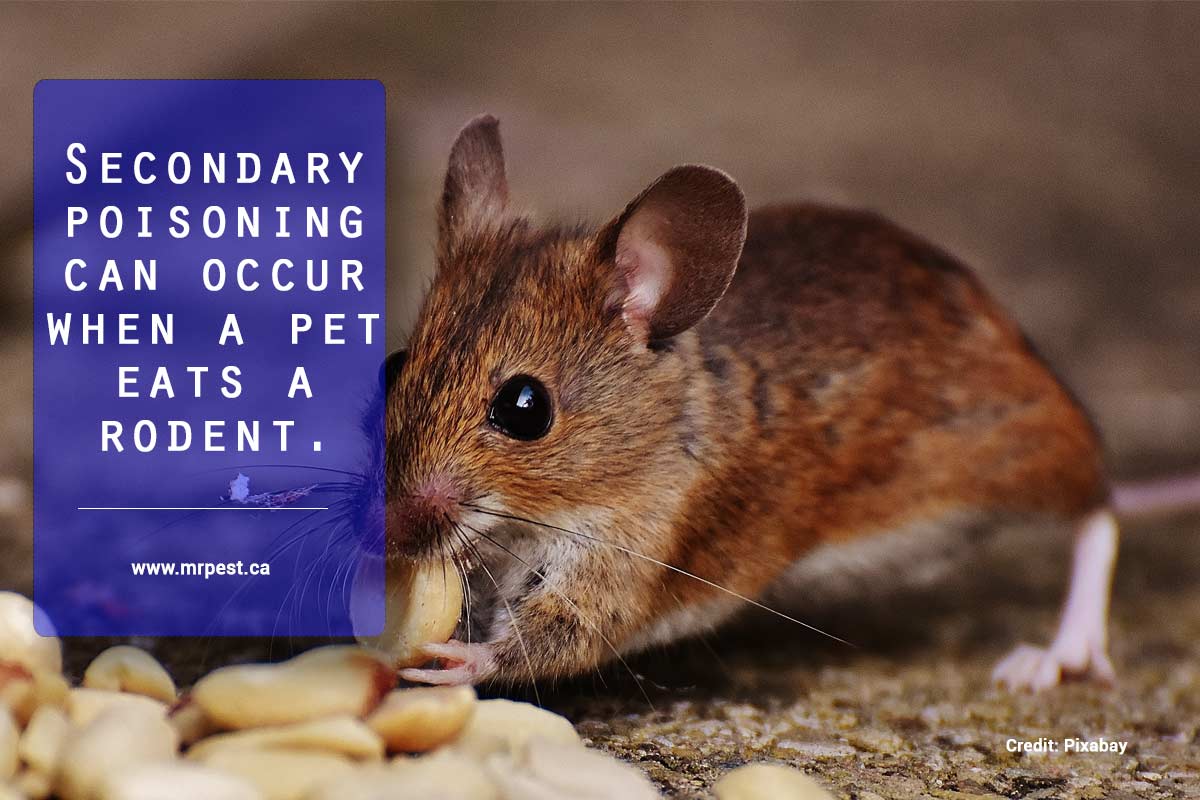 https://www.mrpest.ca/wp-content/uploads/2019/02/Secondary-poisoning-can-occur-when-a-pet-eats-a-rodent.jpg