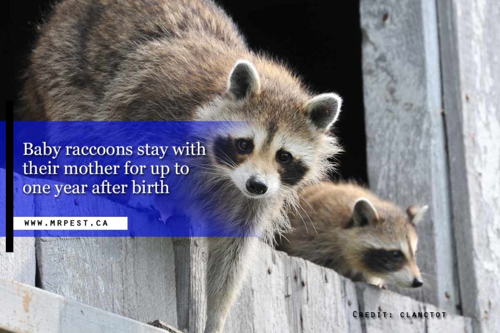 Why Raccoons Are Not Family Pets Mr Pest Control