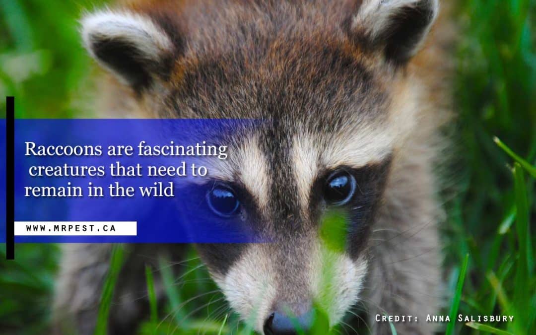 Why Raccoons Are Not Family Pets