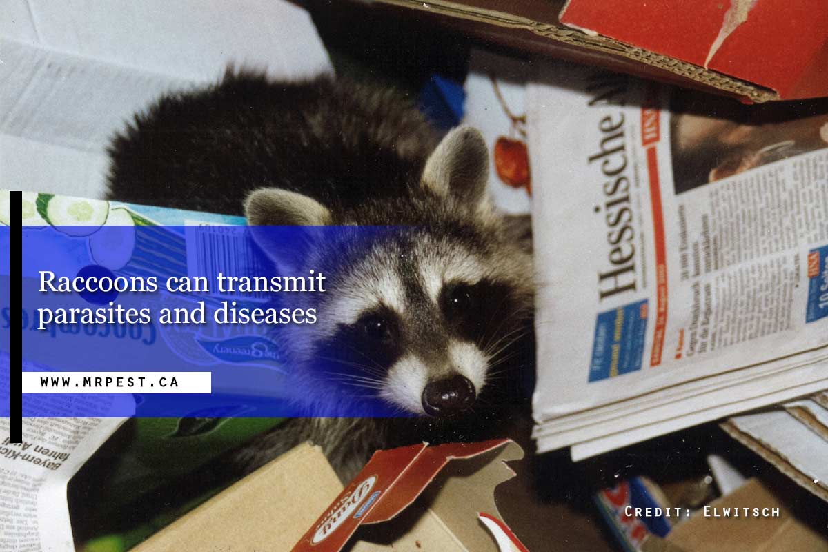  Raccoons can transmit parasites and diseases