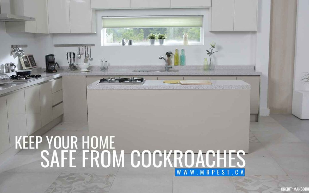 Keep Your Home Safe from Cockroaches