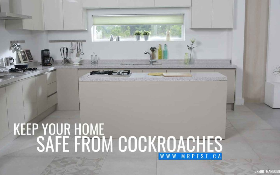 How To Prevent Treat Cockroach Infestations