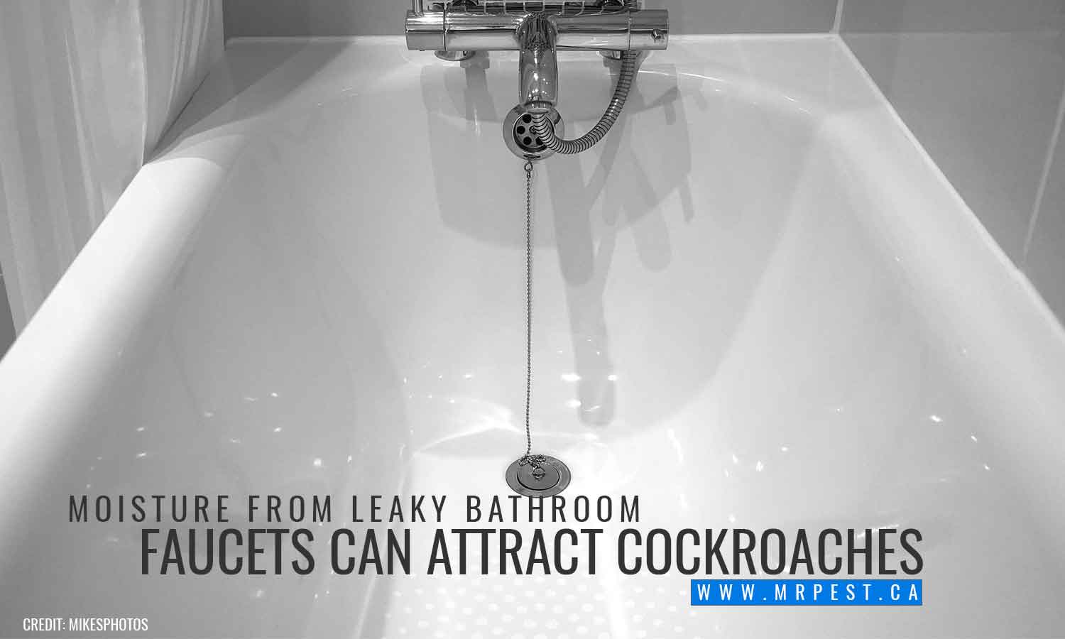 Moisture from leaky bathroom faucets can attract cockroaches