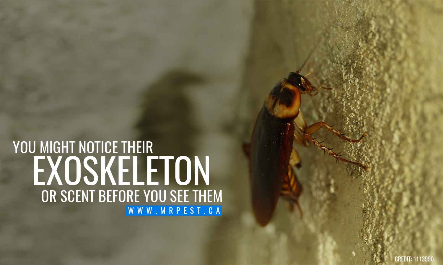 You might notice their exoskeleton or scent before you see them