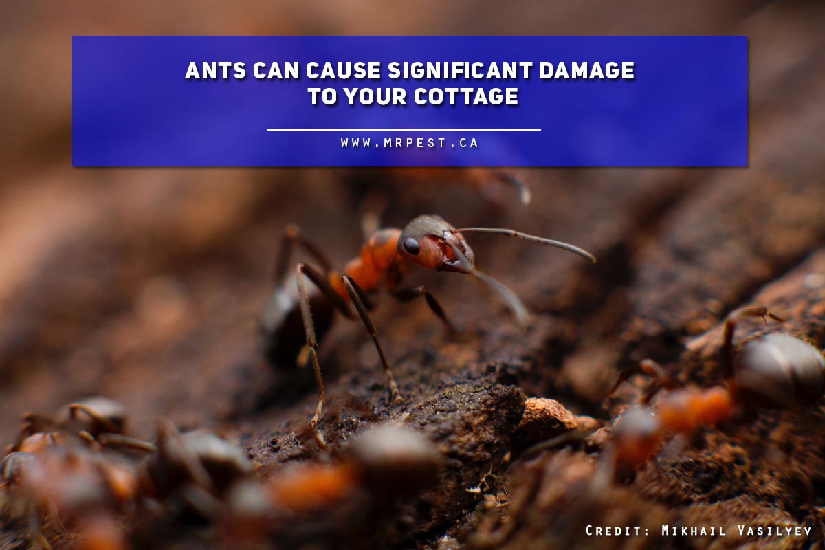 Ants can cause significant damage to your cottage