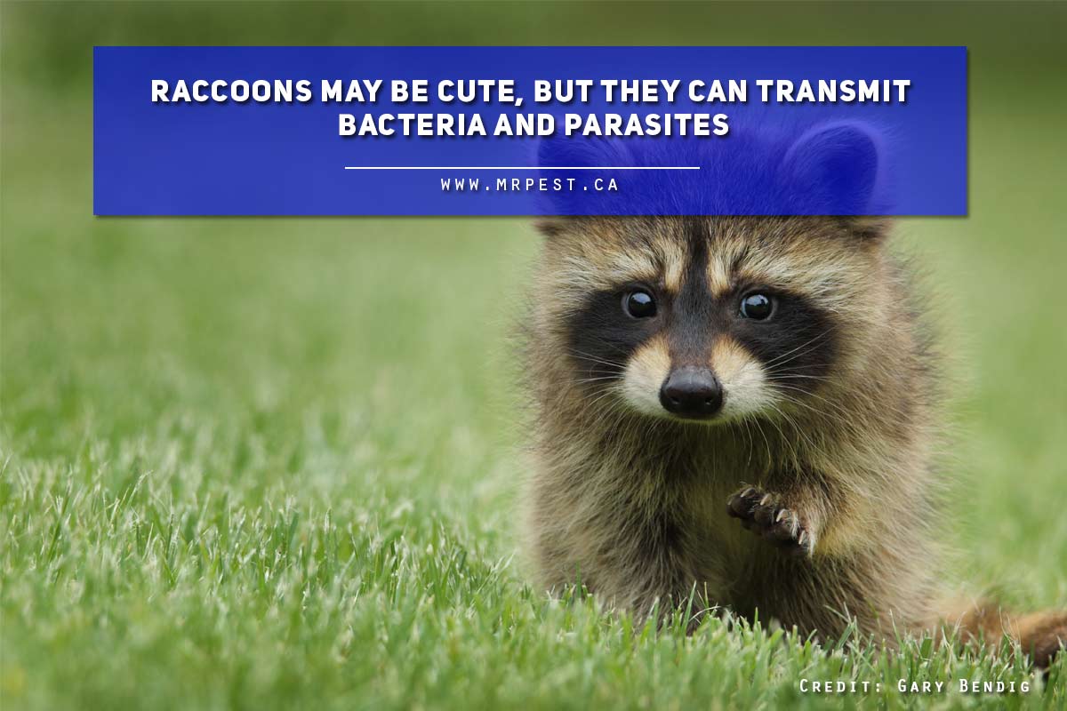 Raccoons may be cute, but they can transmit bacteria and parasites