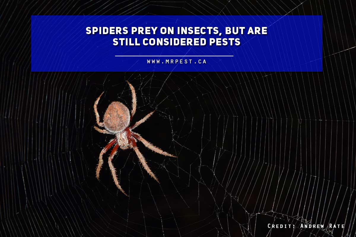 Spiders prey on insects, but are still considered pests