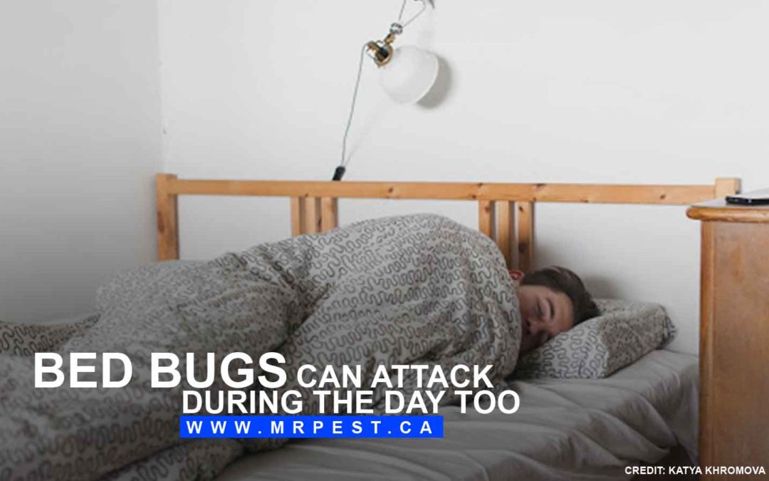 Facts and Common Misconceptions About Bed Bugs