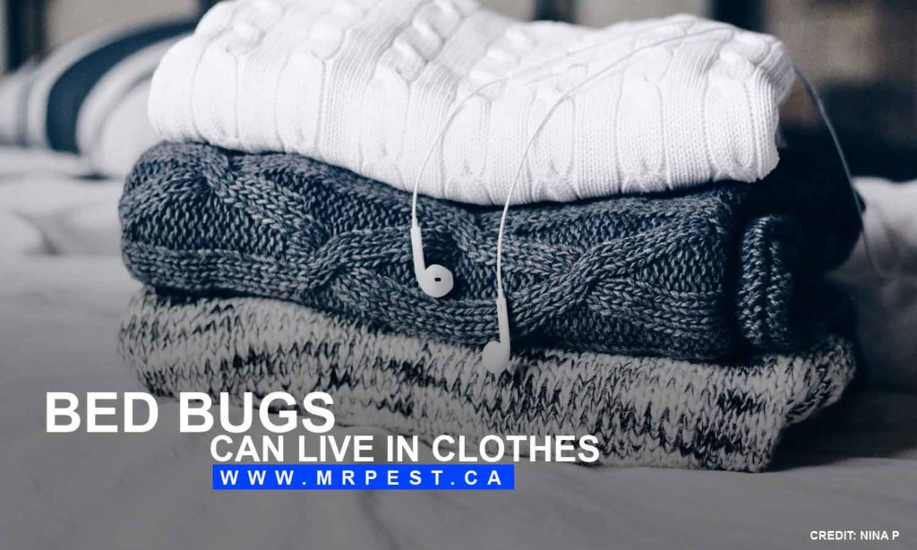 Facts and Common Misconceptions About Bed Bugs Mr Pest Control