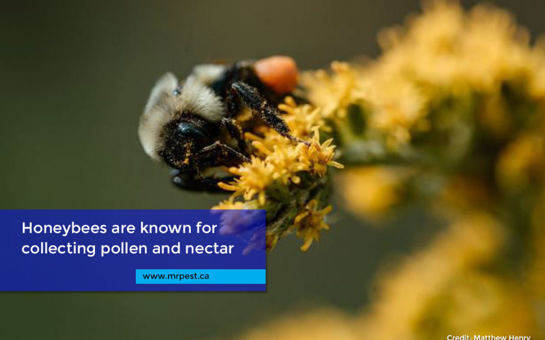 Honeybees are known for collecting pollen and nectar