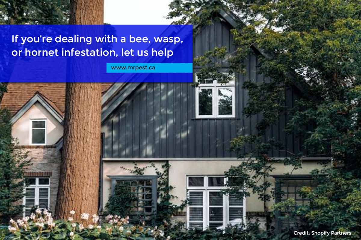 If you’re dealing with a bee, wasp, or hornet infestation, let us help