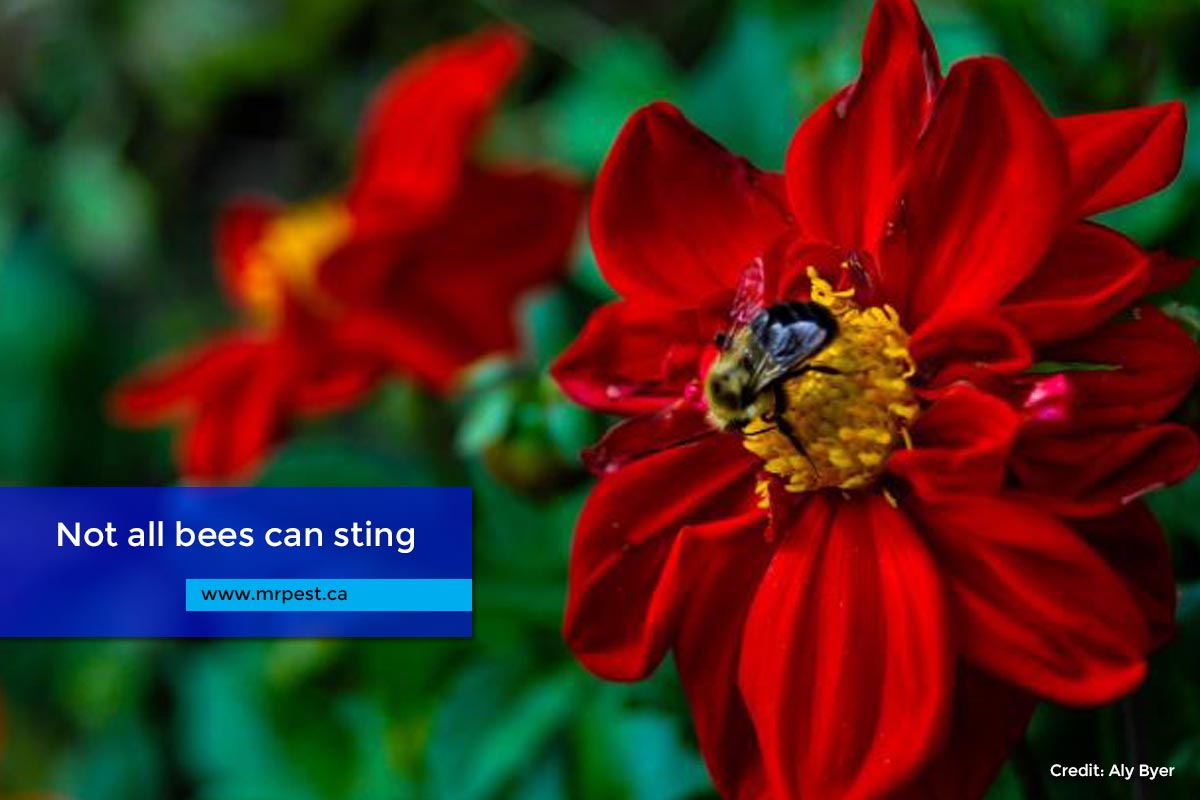 Not all bees can sting