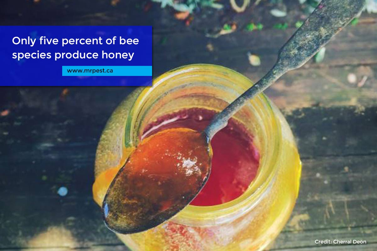 Only five percent of bee species produce honey