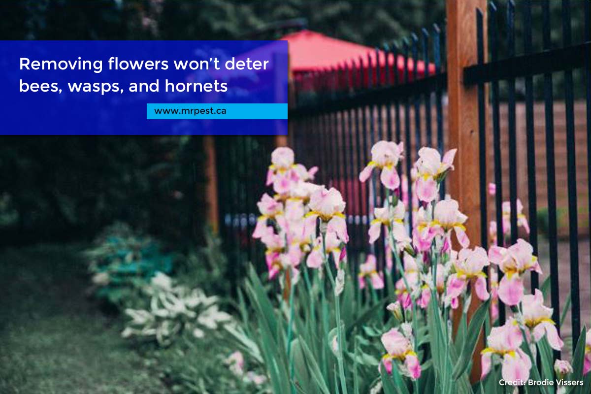 Removing flowers won’t deter bees, wasps, and hornets