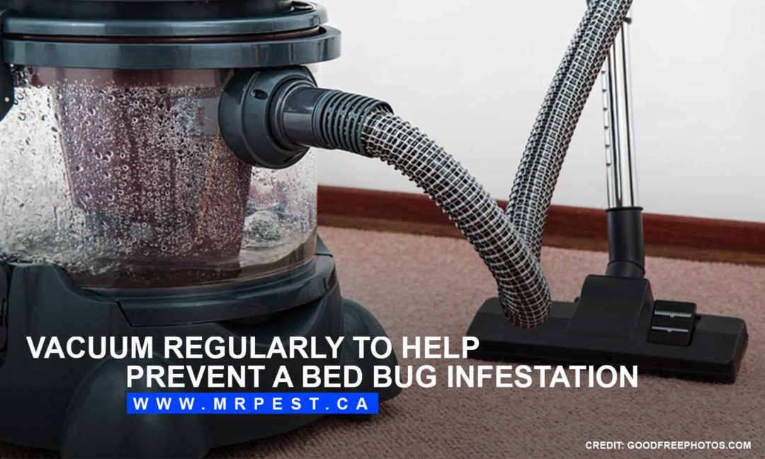 Facts and Common Misconceptions About Bed Bugs Mr Pest Control