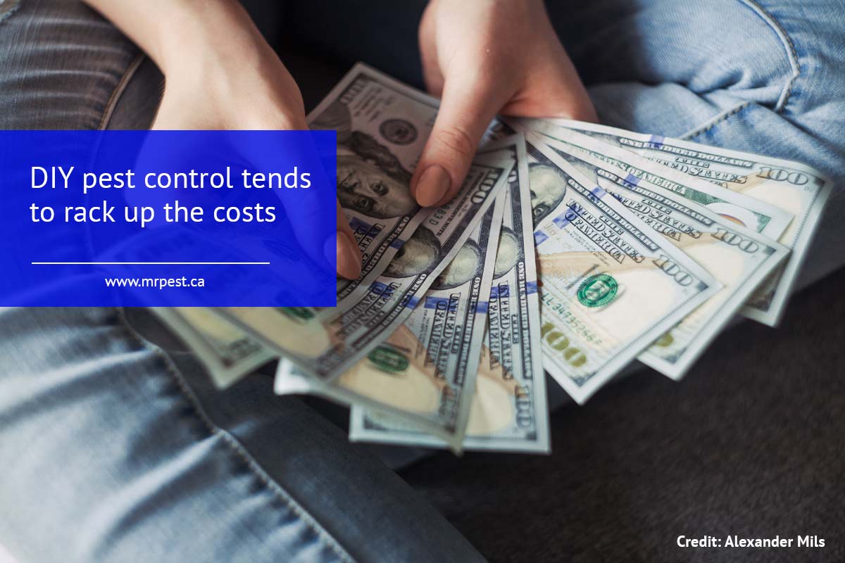 DIY pest control tends to rack up the costs