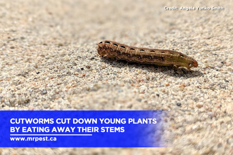 Cutworms cut down young plants by eating away their stems.